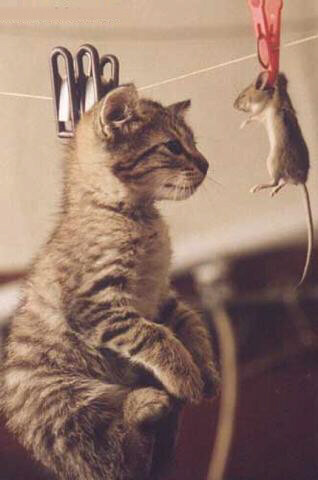 Gatto 1